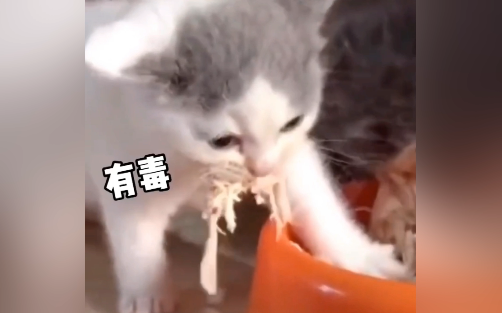 Cat: Poisonous—cutting the cash grab short!