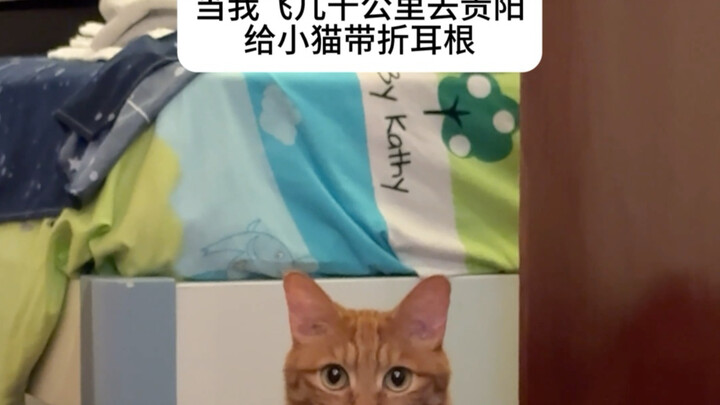 Xiao Mao, you really do smell like fish, don’t you?