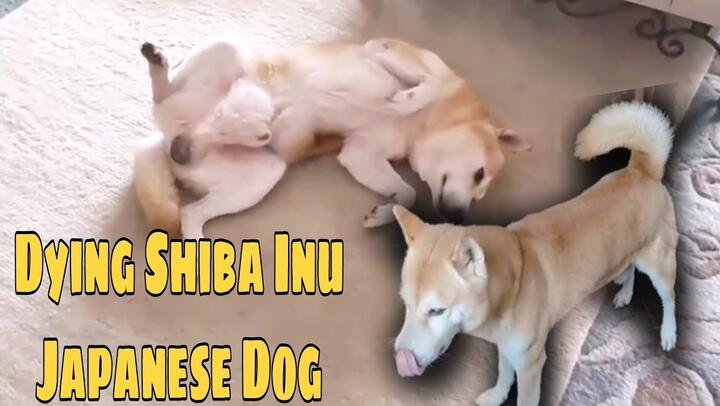 Shiba Inu Japanese Dog  Who Have Cancer Doctor Sentence Him To Live For Only 6 Month
