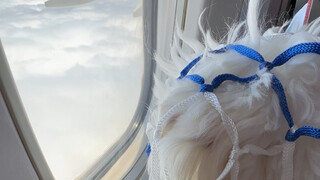 带狗狗上飞机啦