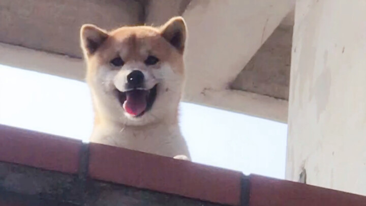 ชิบะน่ารักข้างบ้าน