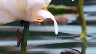 ภาพแปลก "ปลาตัวหนึ่งกินดอกบัว" นานร้อยปีจะพบเจอได้เพียงครั้งเดียว! ผู้ที่ได้เห็นจะโชคดี [ชื่นชม