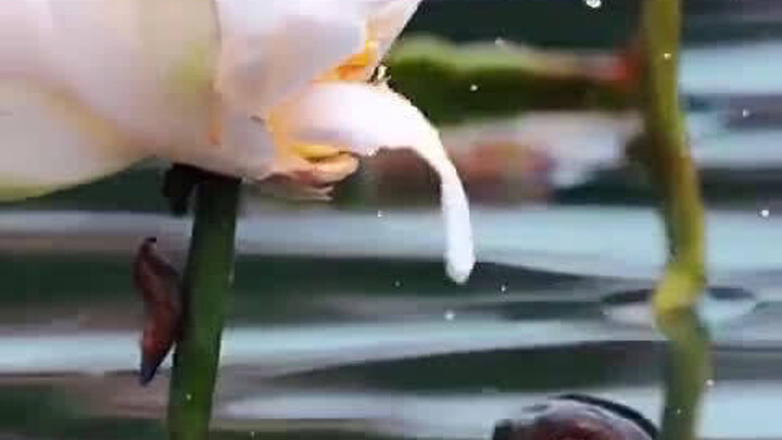 Pemandangan aneh "ikan memakan bunga teratai", pemandangan ini jarang terjadi dalam seabad! Siapa ya