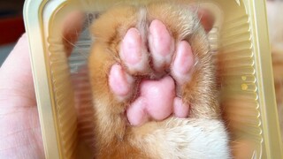 Bánh trung thu Cat Claw bán chậm, các bạn giúp mình nhé!