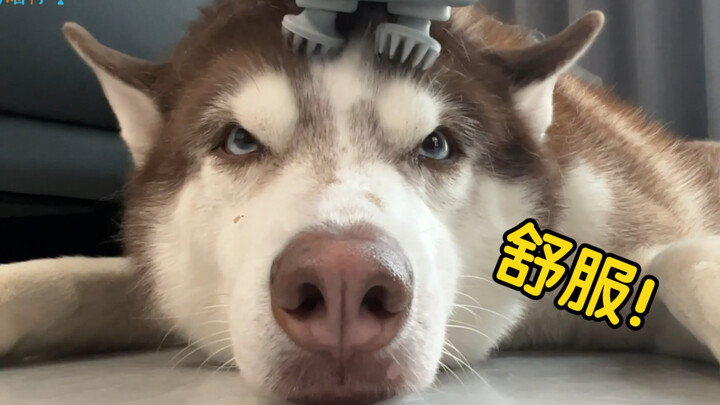 当二哈遇到灵魂摄取器，前一秒抗拒，后一秒沦陷！