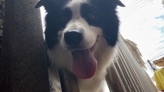 Border Collie: Hello, can I herd you?