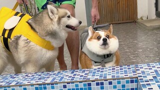 Ada perbedaan besar antara membesarkan anjing Corgi dan membesarkan anjing Husky.