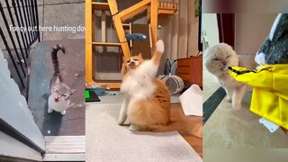 猫猫的可乐行为