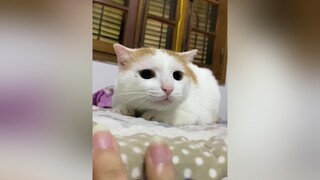 chú mèo đi bay CapCut cat catsoftiktok xuhuong lợn mèo