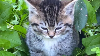 Hilarious! The kitten sleeping in the bushes mistook me for its mom and pounced on me as soon as it 