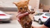 Kitten Trapped In A Sewer System Keep Crying To Ask For Help - Save Animal's Life