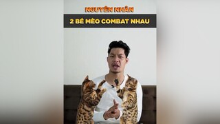 Nguyên nhân mà mấy bé mèo hay quánh nhau tuitienpet petonesaigon petnhatrang dcgr