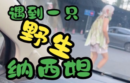 On the way, COS Thor unexpectedly runs into Nahida and the others...