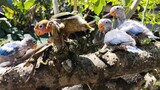 AFRICAN LOVEBIRDS (EYE RING)