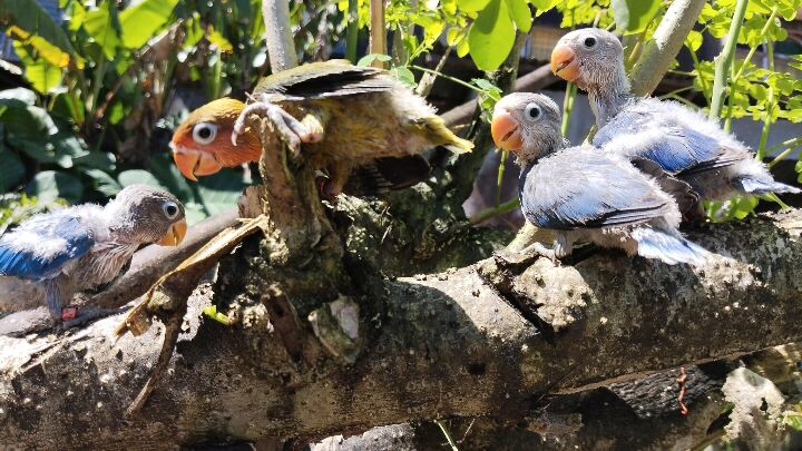 AFRICAN LOVEBIRDS (EYE RING)