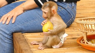 Smart Baby Lion So Happy Playing With Brother Sono After Full Milk