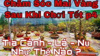 cách chăm sóc mai vàng sau khi chơi tết p4