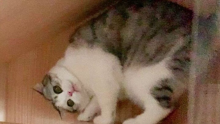 Geleng kepala kucing