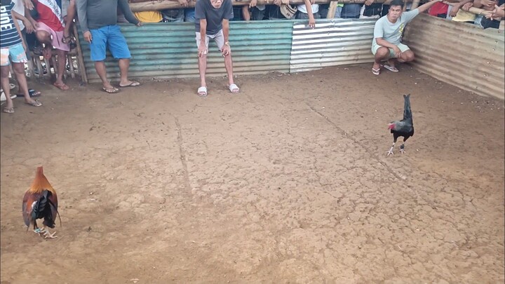 My Benabae W Black Hennie