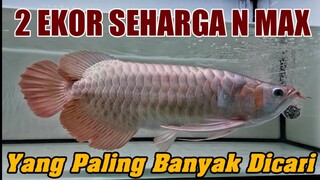 ARWANA SUPER RED SPEK KONTES‼️ UPDATE KOLEKSI ARW4NA SUPER RED RED FORMOSUS AQUATIC TERMURAH TERBARU