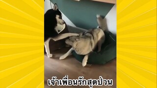 สัตว์เลี้ยงเพื่อนขนปุย : เจ้าเพื่อนรักสุดป่วน