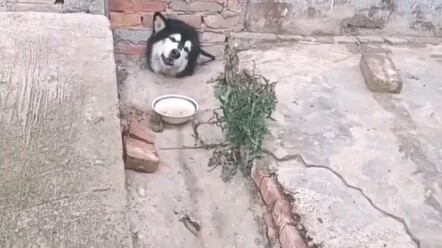 A dog who’s lost all will to live is trapped beneath “Five-Finger Mountain,” waiting for its master 