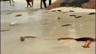 Ikan Main Di Darat