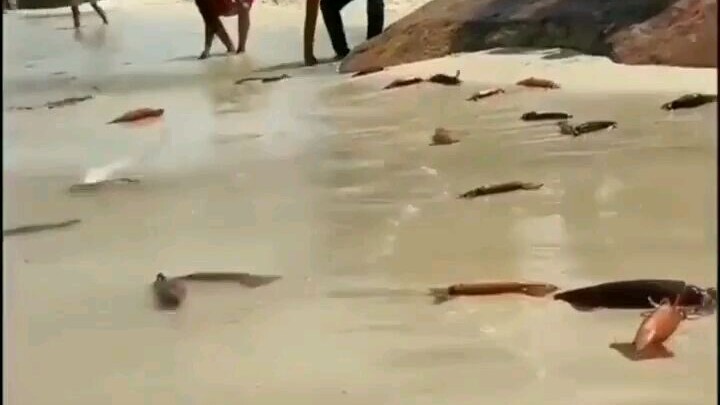 Ikan Main Di Darat