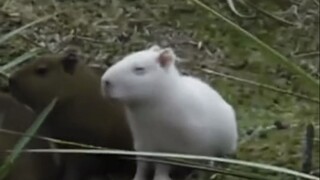 The capybara, which "won't sit without an alligator," is actually just a giant water rat.