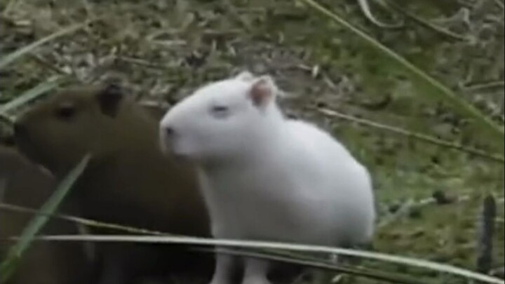 Con chuột lang nước mà không có cá sấu thì không chịu ngồi, thực ra chỉ là một con chuột nước cỡ lớn