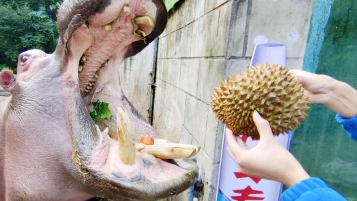 Crazy Zoo