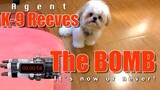Agent K-9 Reeves Tries to Detonate The Bomb ( Cute & Funny Dog Video)