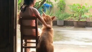 Masa kecil bersama anak anjing sungguh membahagiakan!
