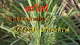 ตะไคร้รักษาโรคผิวหนังที่เกิดจากเชื้อรา กลากเกลื้อน และแก้ท้องเสีย อหิวาห์ /โดยฮอยไทยอีสาน