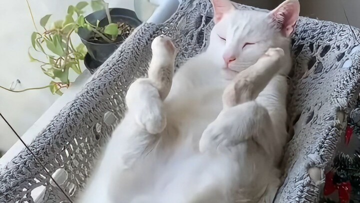 Kucing normal keluarga mana yang tidur seperti ini?