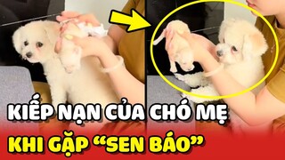 Cô chó mẹ với 1001 KIẾP NẠN khi con mình rơi vào tay bọn SEN BÁO 😂 | Yêu Lu