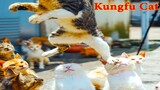 Thú Cưng TV | Mèo  Kungfu #5 | mèo thông minh vui nhộn | Pets funny cute smart cat