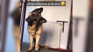 พวกสี่ขาน่ารักจริงๆเลยย