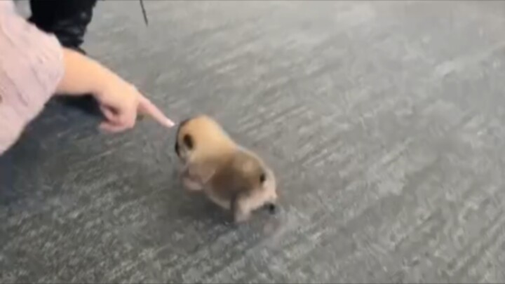“🐶 Little Nose Instantly Turns into a Cutey”