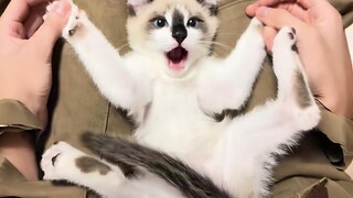 Tôi chưa bao giờ thấy chú mèo con nào giống bạn.
