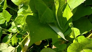 Cùng các con trải nghiệm hái đậu cô ve ( đỗ đũa )