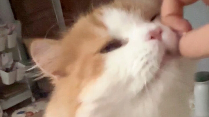 ตอนที่ฉันอยากเล่นเพลง “หัวแมวตัวน้อยปัง!”