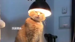 Leave_me_alone.._I_want_to_charge_my_brain...(480p)