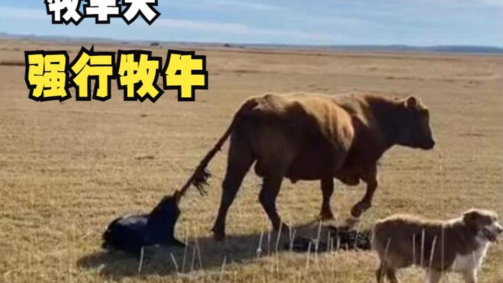 Awkward Moments of Animals!