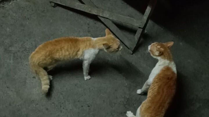 nag ligawan🤣🤣🤣🤣