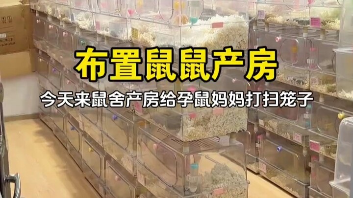 Rat nursery setup! Little Flower Pig’s blind box babies～