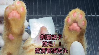 剃猫胡子  拔毛  高清看猫舌头  洁癖兽医给这只猫来了全套Spa