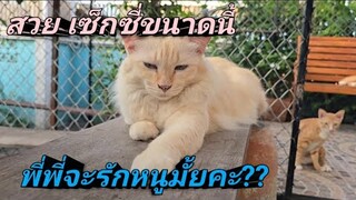 หนูสวย หนูเซ็กซี่ขนาดนี้!! พี่พี่จะรักหนูมั้ยคะ?? #cat #catlover #ผู้กองแขกกับแมวจร Vol.2