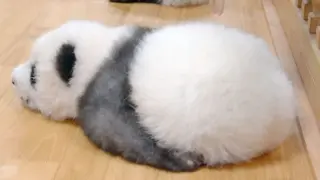 Pandas are Liquid!