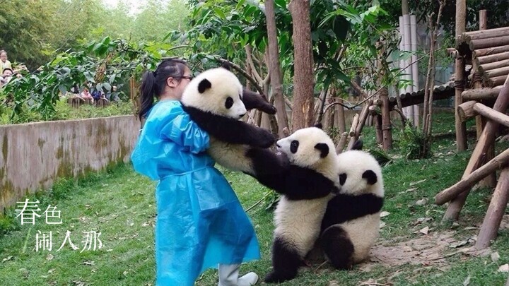 Mạnh Lan Khánh, Đại Khánh, ba người khổng lồ của Núi Rìu Nhỏ, nhớ về tuổi thơ của họ